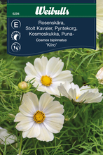 Stolt kavaler 'Kiiro'